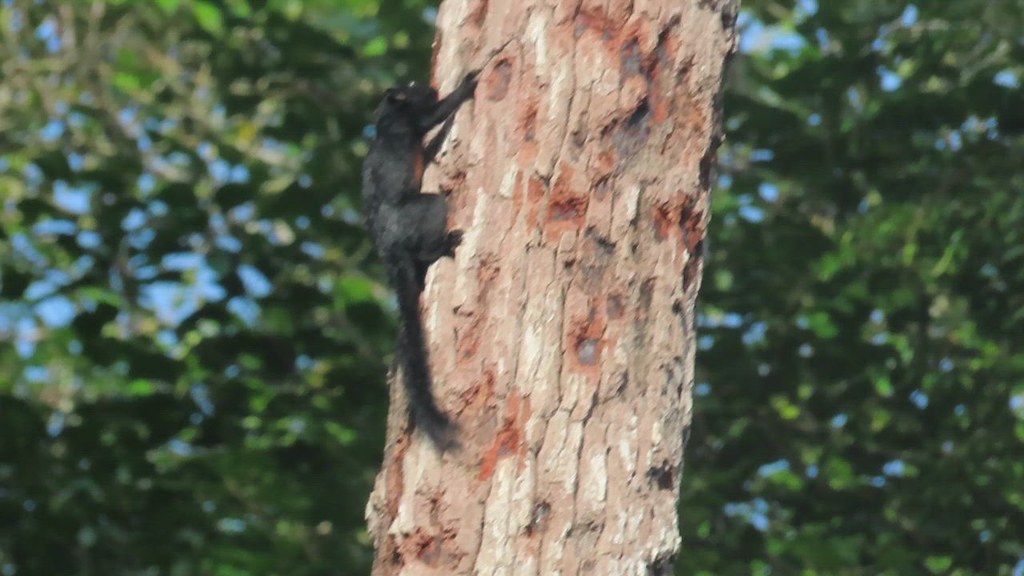 Black Prevost's Squirrel, Callosciurus prevostii ssp. pluto