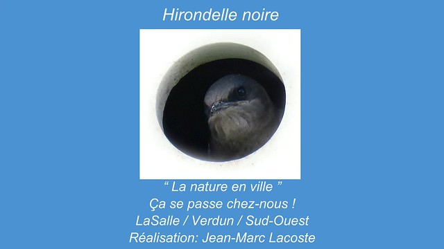 Observation du 13 au 16 juin 2023 - LaSalle / Verdun / Sud-Ouest -