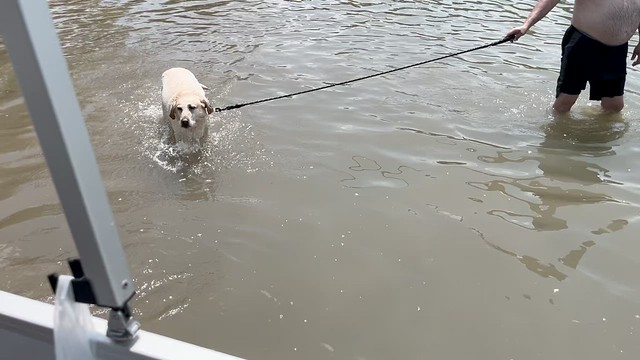 Charley Swimming in Lake
