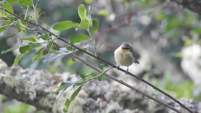 Young Blue Cyanistes caeruleus Tit finds an insect