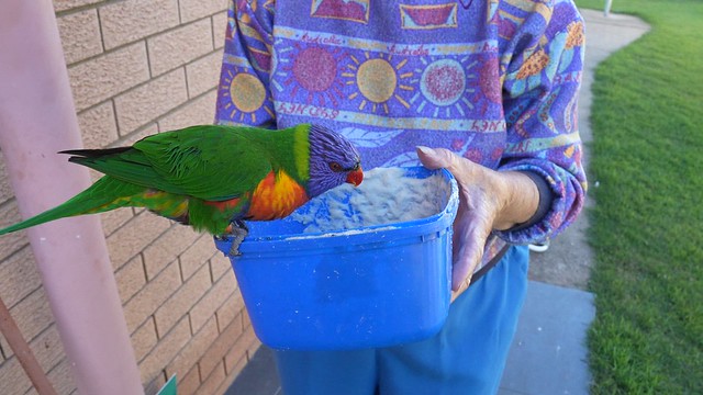 Grandma feeding Freddie the Rainbow Lorikeet