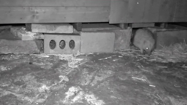 Hedgehogs Snuffling Under our Garden Shed 04 July 04 2023 @ 004503