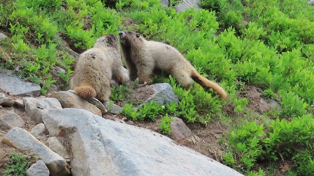 Hoary Marmot Youngsters at Play
