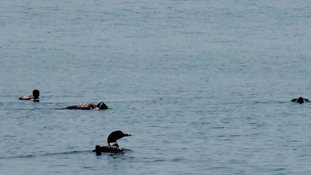Loon Gathering (best to mute, re our background chatter)