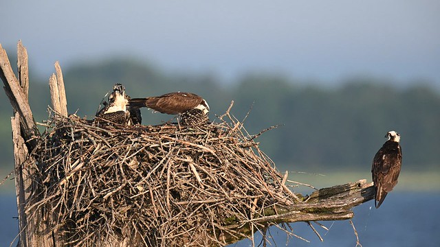VIDEO:  Osprey Nest at Rend Lake