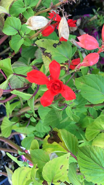 Beautiful Red Flower taken @ St Catharines Ontario