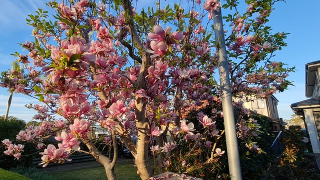 On a sunny winter morning, lovely pink Magnolias in bloom on tree. The flowers are bisexual with numerous adnate carpels and stamens arranged in a spiral fashion
