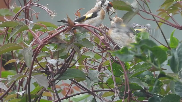 Goldfinches