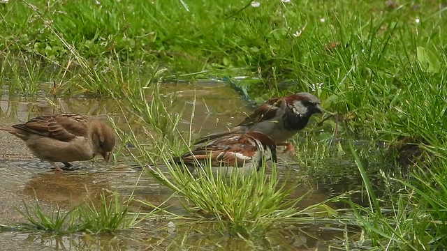 Sparrow bath