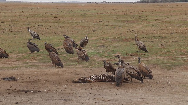 Amboseli Vultures