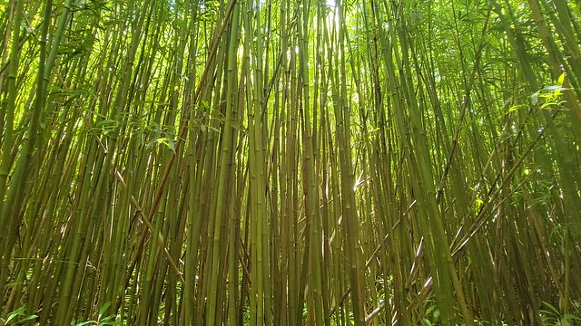 Immersed in a Bamboo Forest (turn volume up)