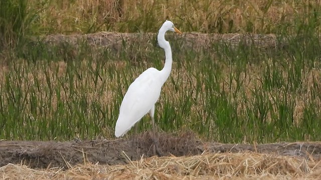 Great White Egret Spain