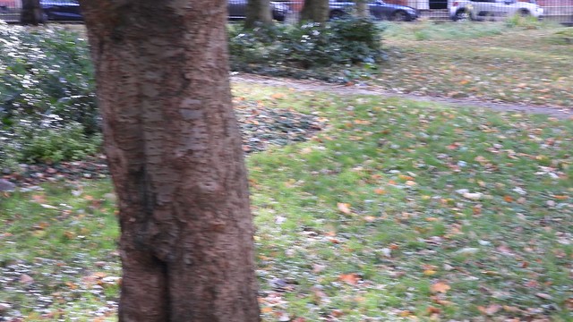Squirrels in Winckley Square