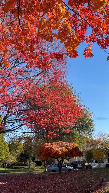32sec. vid for you: Autumn splendour of Red Maples