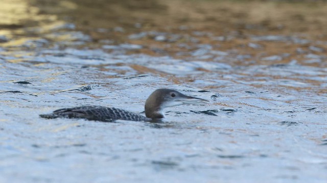 (R7) Common Loon or Great Northern Diver (Gavia immer) - Juvenile (bird 2) 4K Video