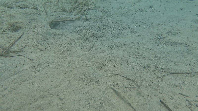 A fun little flounder