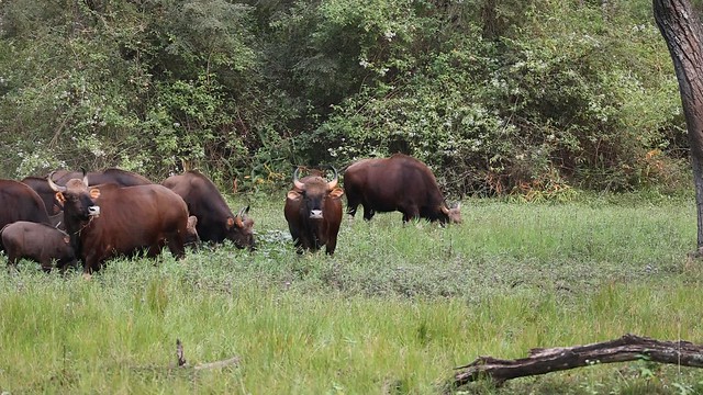 On a cool winter evening, a herd of powerful Gaur have their dinner in a ring, protecting their young at the centre. Gaur have been listed as Vulnerable on the IUCN Red List since 1986.