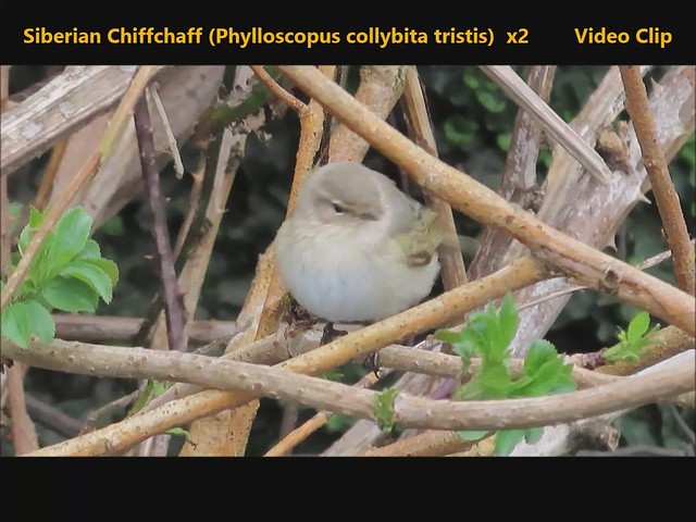 Siberian Chiffchaff (Phylloscopus collybita tristis) x2