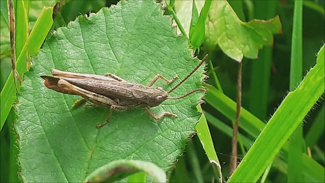 Common Field Grasshopper , Chorthippus brunneus