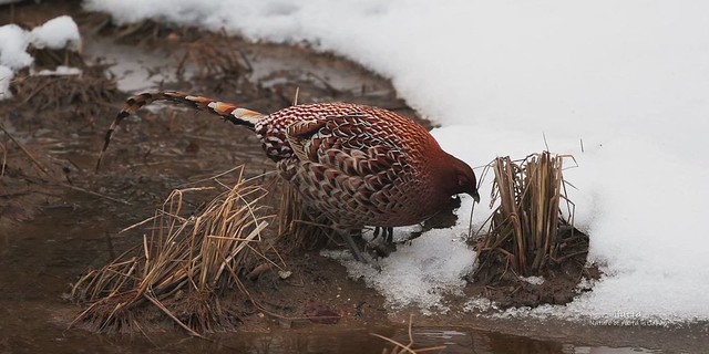 Copper pheasant 2023.01.23