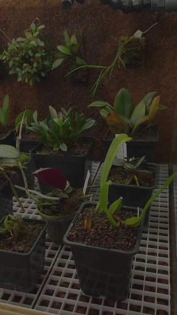 Jedna z 24 uprawowych gablot w pracowni roślin tropikalnych.
