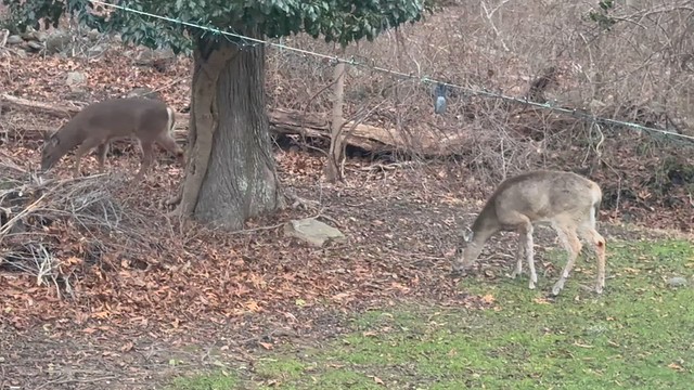 We visited with some dear #deer friends this morning.  ;-) #SuburbanWildlife #TrumbullCT