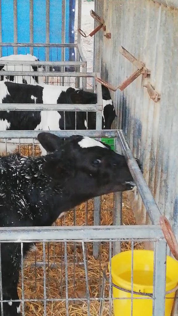 Calf attempts to suckle on his cage's metal bars - The Dairy Industry