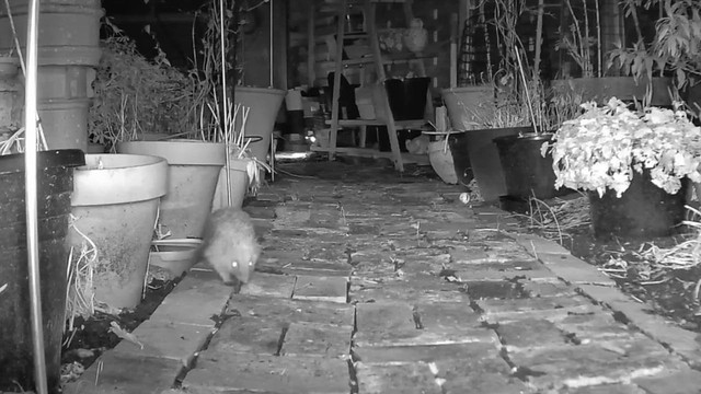 A Hedgehog Returns to Our Garden after Winter Hibernation 05 February 2024