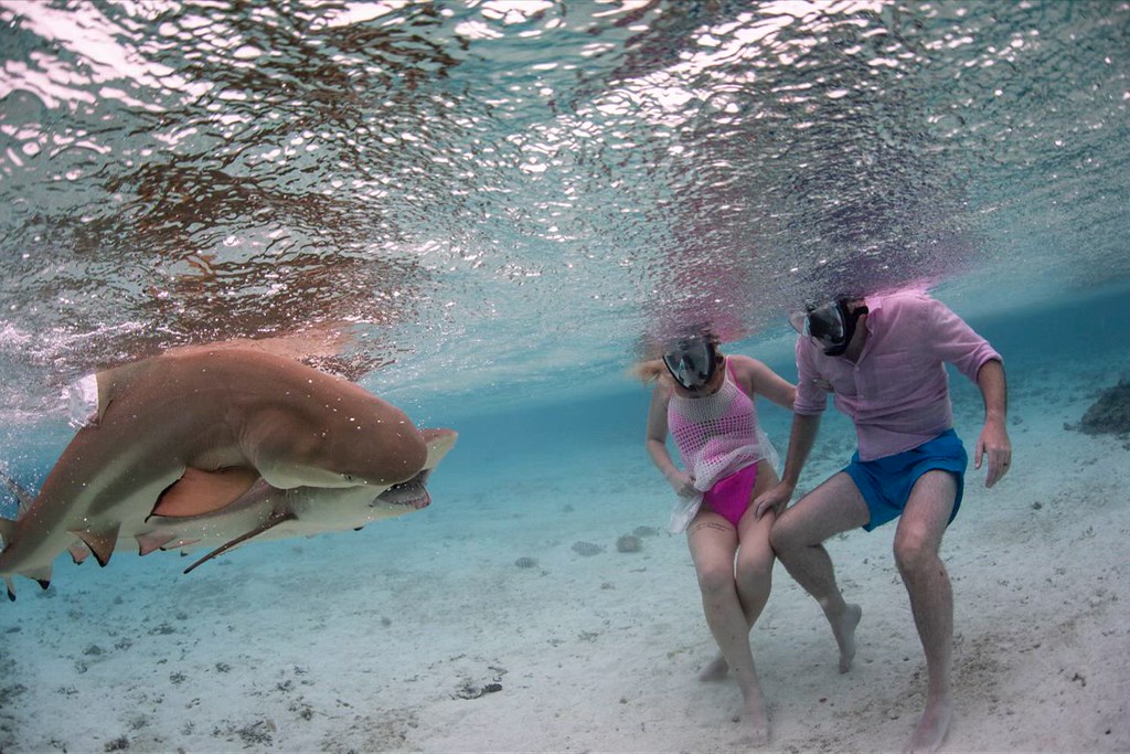 Black tip sharks mating in Bora Bora
