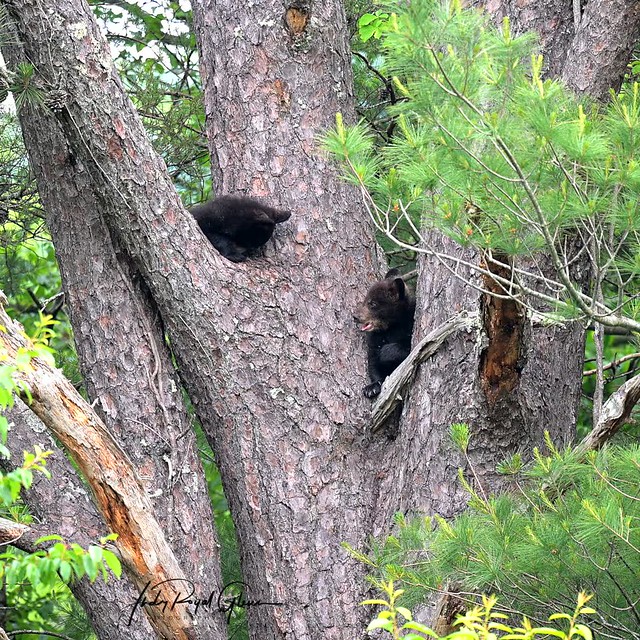 “Wake up Little Susie” Two black bears cubs play in a tree in Cades Cove Tennessee in the Great Smoky Mountains National Park | Judy Royal Glenn Photography