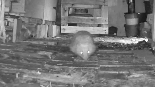 Our 2nd Hedgehog Visit this Season 11 February 2024 @ 033150