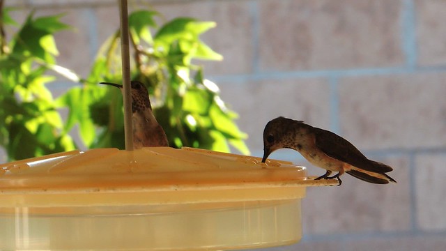 Hummingbirds (2) - Territorial dispute