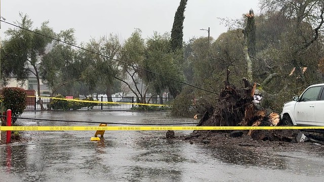Tree down during atmospheric river