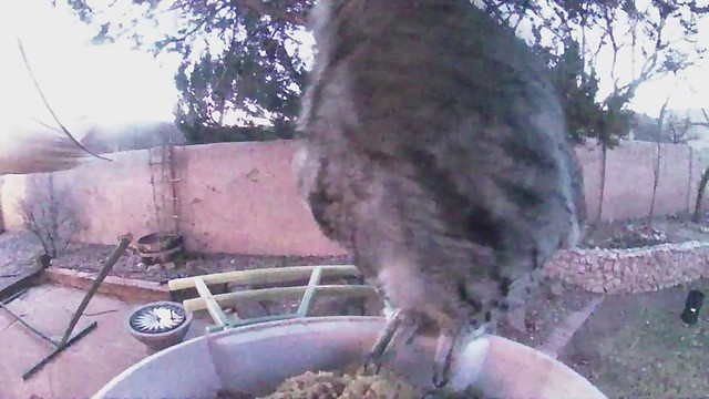 western screech owl on birdcam half-speed