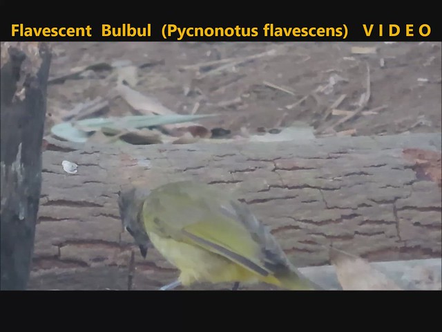 Flavescent Bulbul (Pycnonotus flavescens)