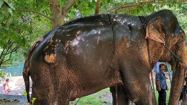 Leaving the Elephant Spa (Short Video)  - February Full Moon (Poya) Festival - Colombo, Sri Lanka