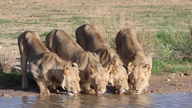 Video: Male lions drinking water