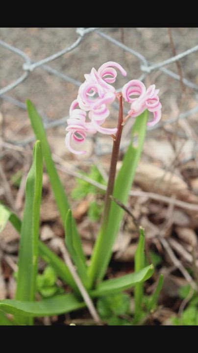 Pink Hyacinths (music)