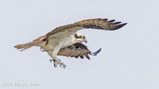 Osprey Returns to Nest: Video Reel