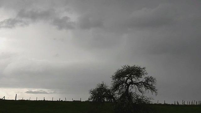 DSCN6548 nature 02 (arbre-ciel-gris-orageux) Mil