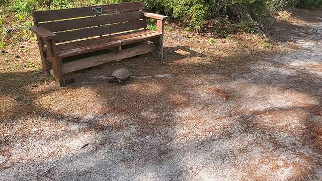 Gopher Tortoise Honeymoon Island Florida