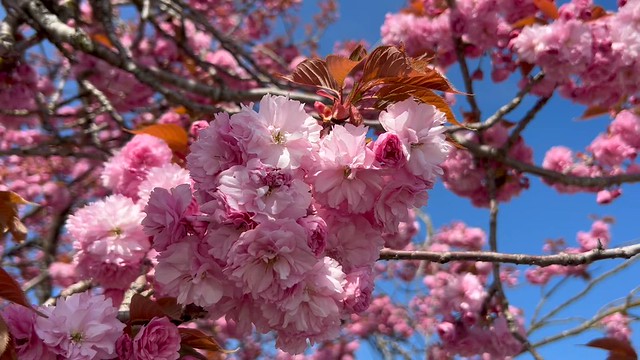 22 sec vid: Japanese Cherry blossoms in the breeze