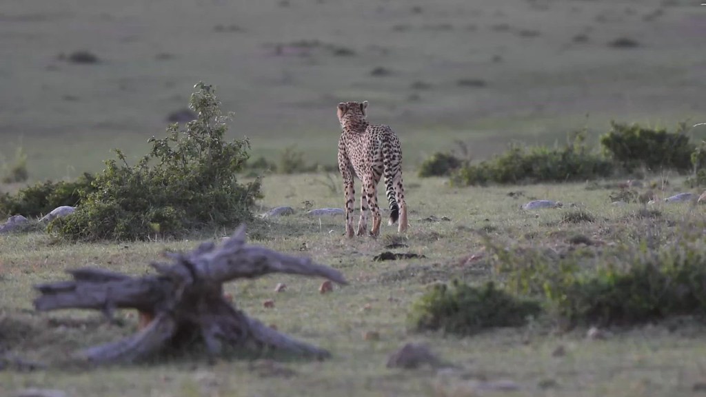 cheetah stalking the prey