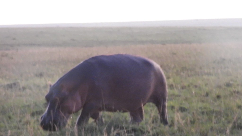 common hippopotamus @ dawn