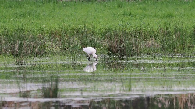 Spoonbill, a rare bird for our area, filmed in 4k with the OM1 and the 300mm F4 Pro, from a monopod with a simple ballhead - video is slowed down to 50%.