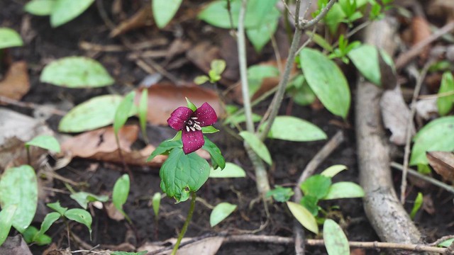 Meadowlily Woods: Red Trillium