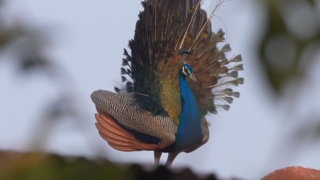 Indian Peafowl -vid- 240215