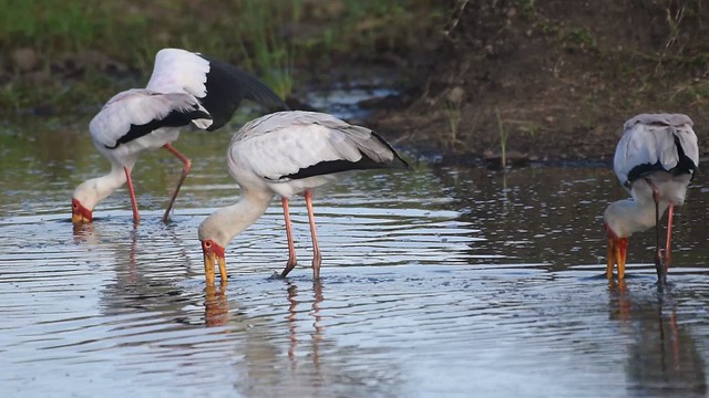 yellow-billed stork feeding