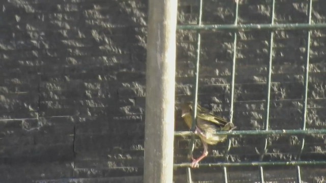 Greenfinch Fledgling Being Fed By Parent Bird
