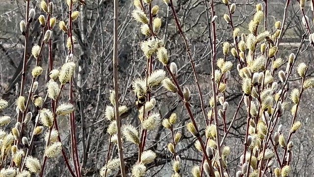 Bees and willow catkins